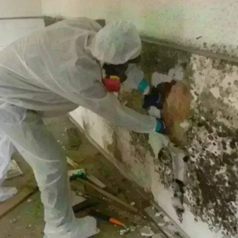 Mold Remediation and Removal in Rossville, NY